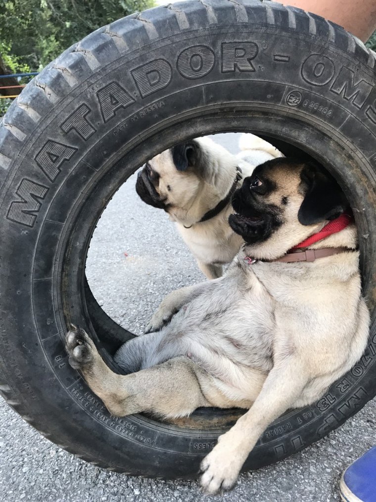 Покрышка для собак