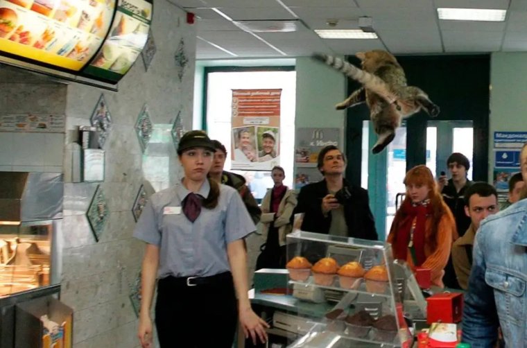 Кот сотрудник Макдоналдса