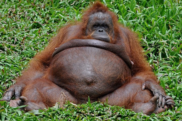 Смешные толстые животные