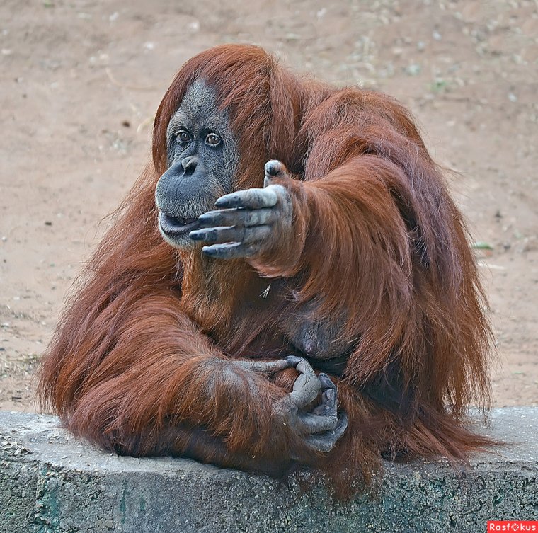 Рыжая обезьяна орангутан