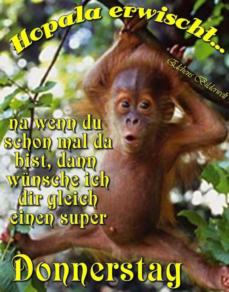 Веселые мартышки