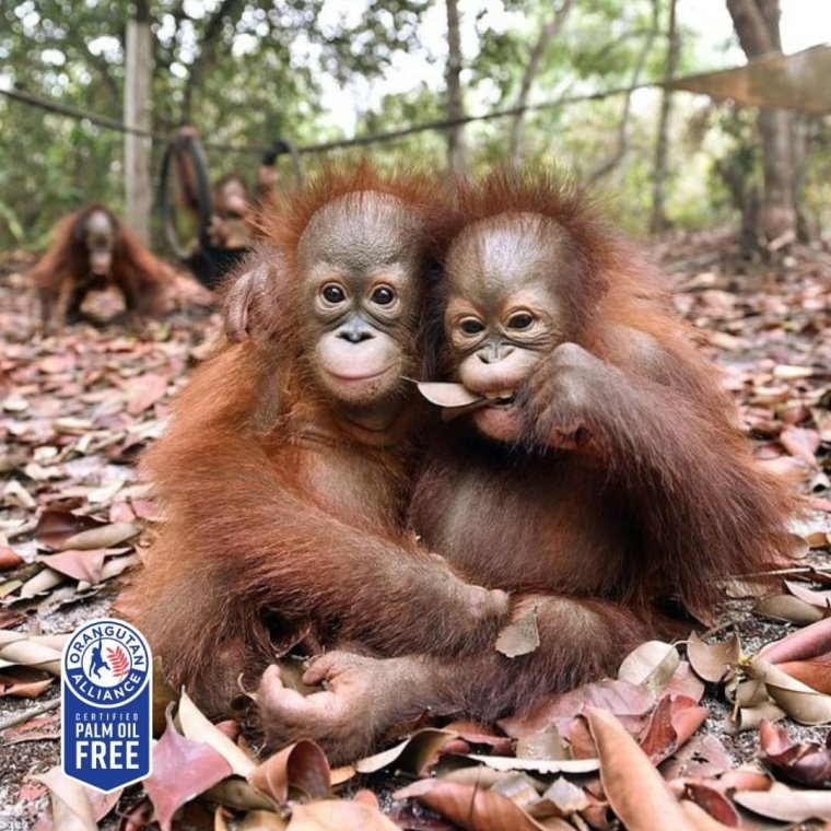 Орангутан и шимпанзе