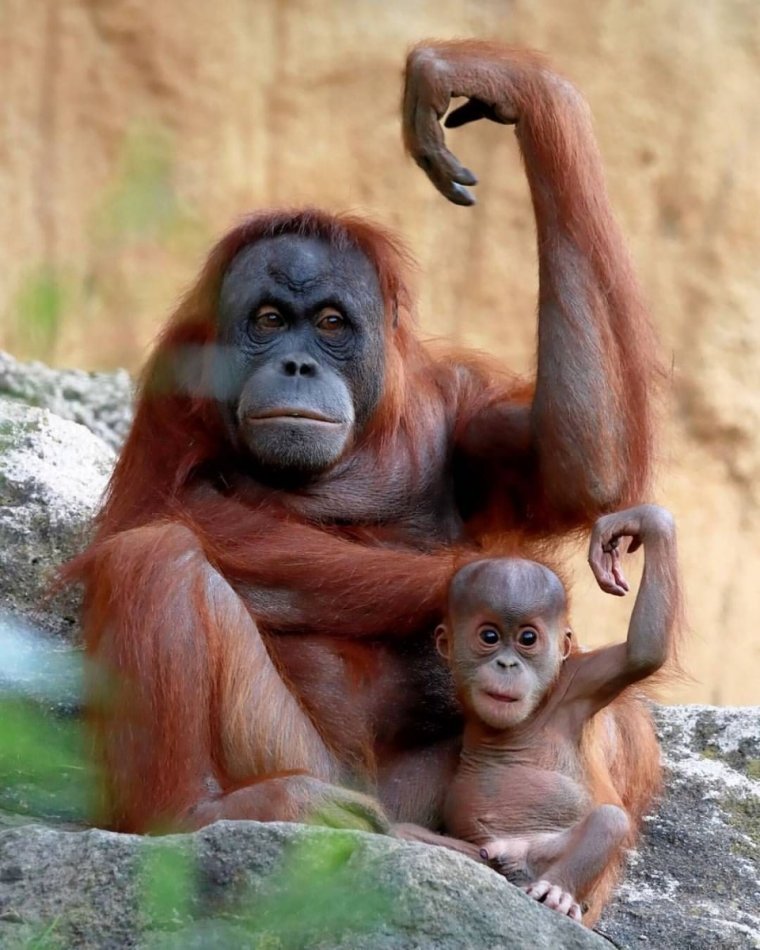 Обезьяна орангутанг детёныш