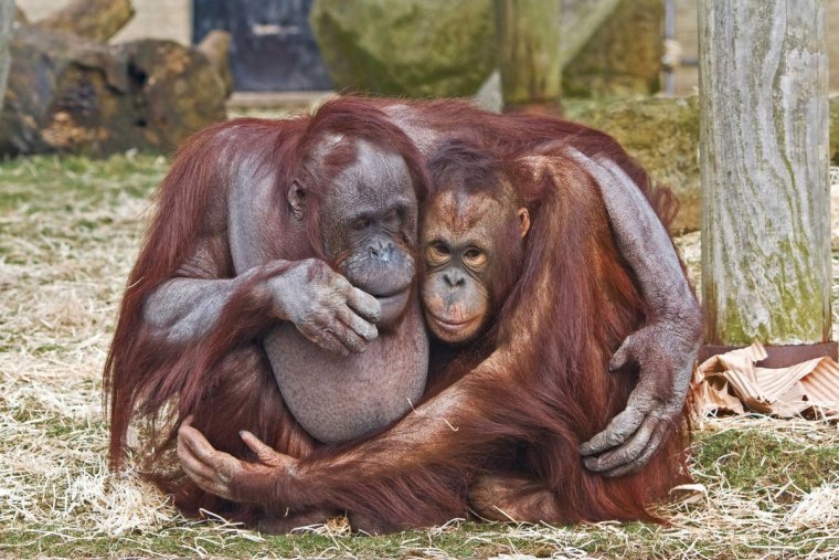 Смешные влюбленные животные