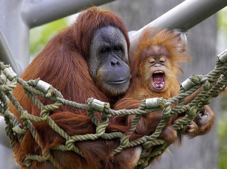 Малыши обезьян орангутанг