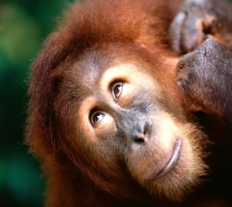 Орангутан Беби