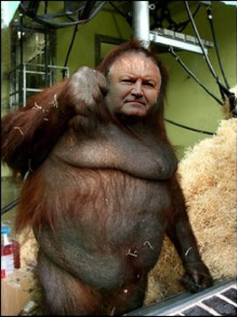Орангутан толстый