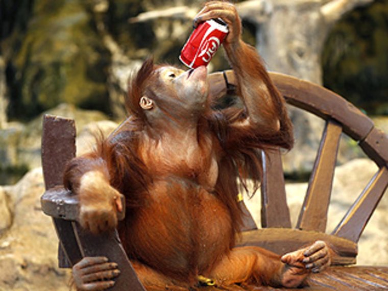 Пьяная обезьяна