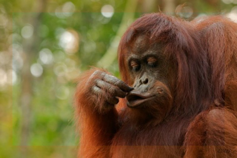 Орангутаны смешные