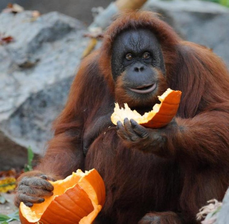 Орангутаны смешные