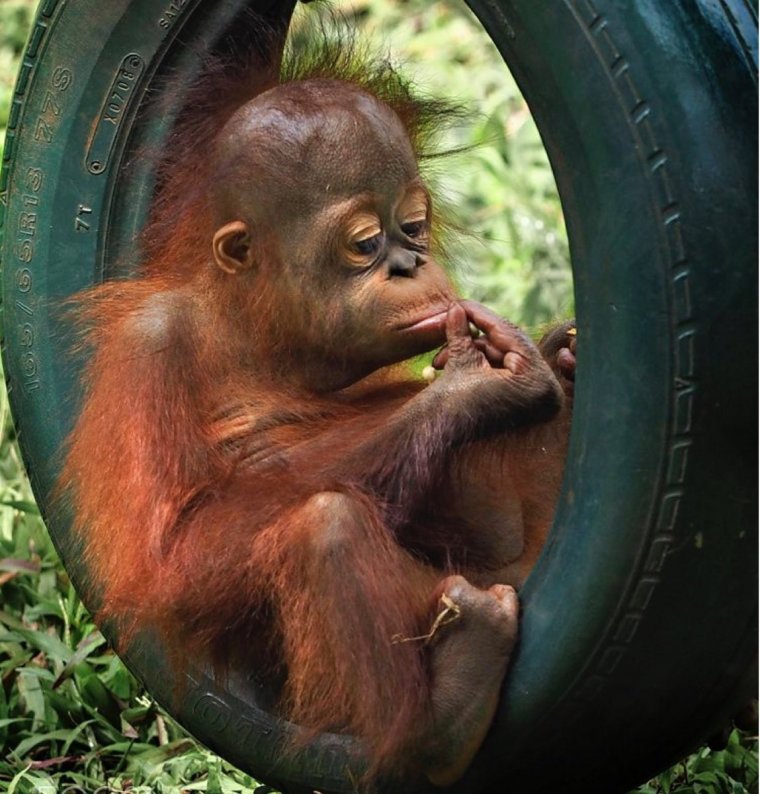 Обезьяна в отпуске