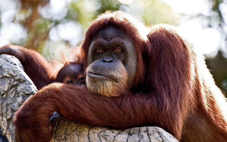 Орангутан Луи