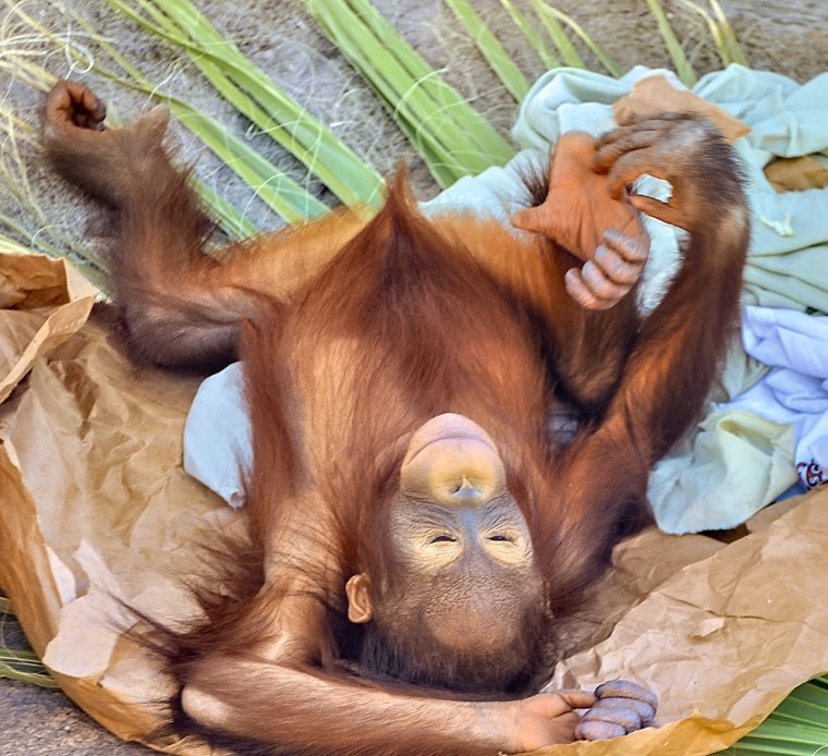 Орангутан Плакса