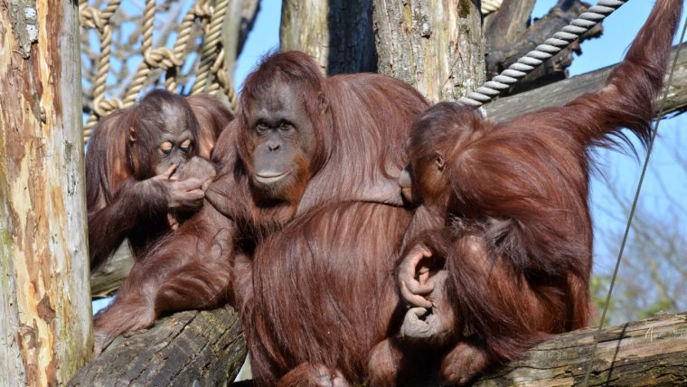 Исполинский бурый орангутанг