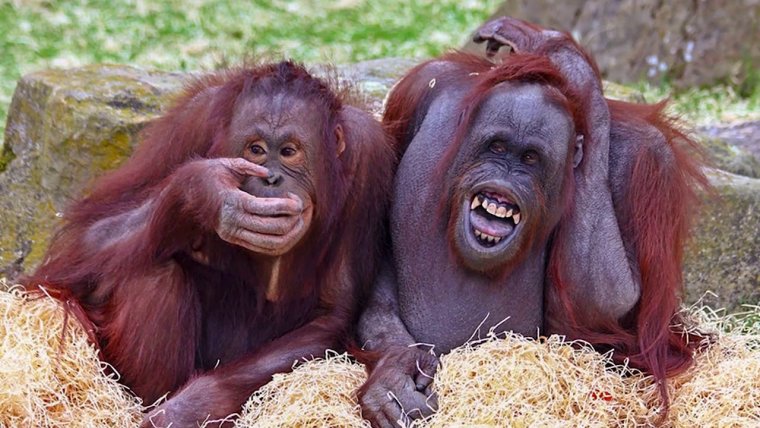 Орангутанг смеется