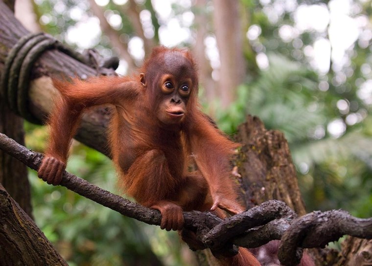 Приматы орангутанг