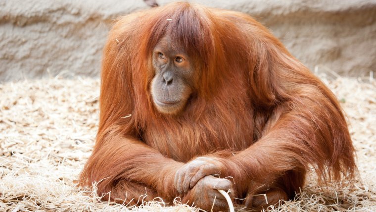 Носач орангутанг