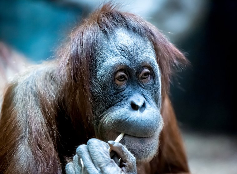 Ржачные обезьяны