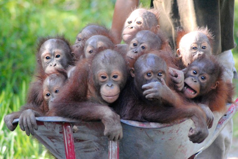 Маленькая обезьянка орангутанг