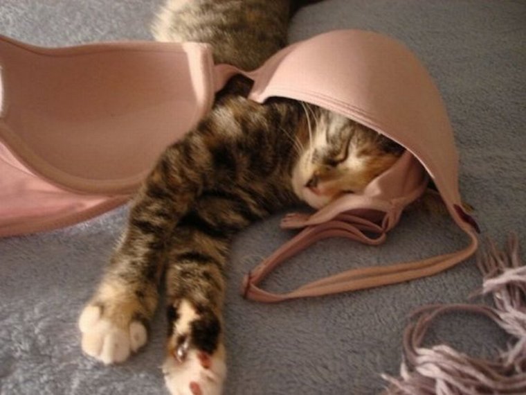 Кошка в бюстгальтере