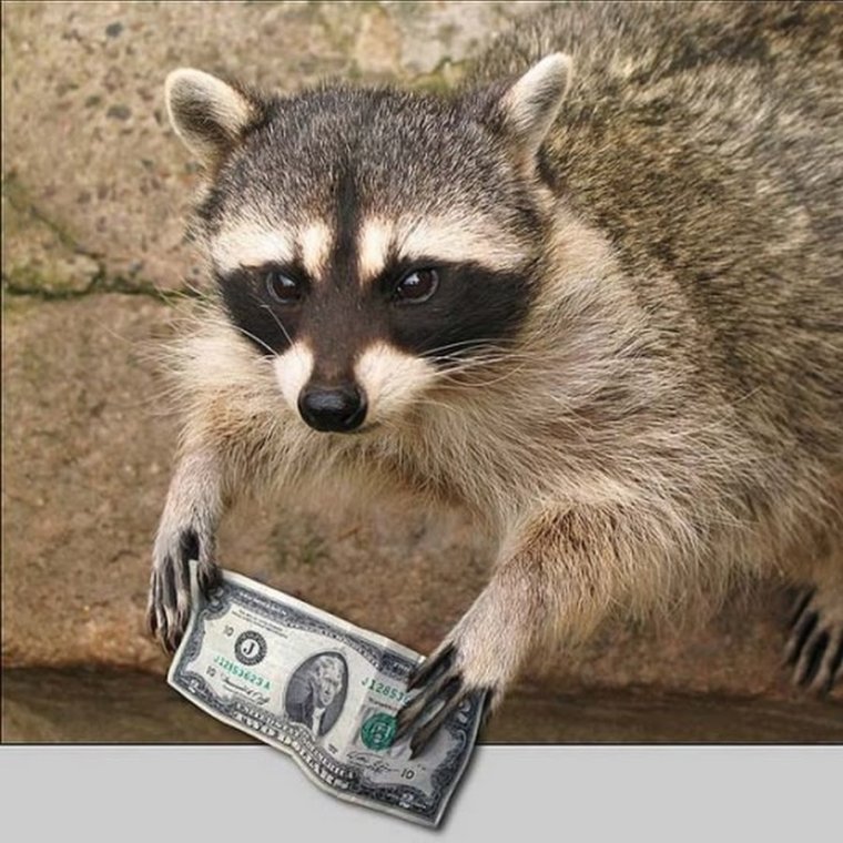 Смешной енот с деньгами