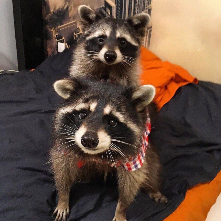 Забавный енот полоскун