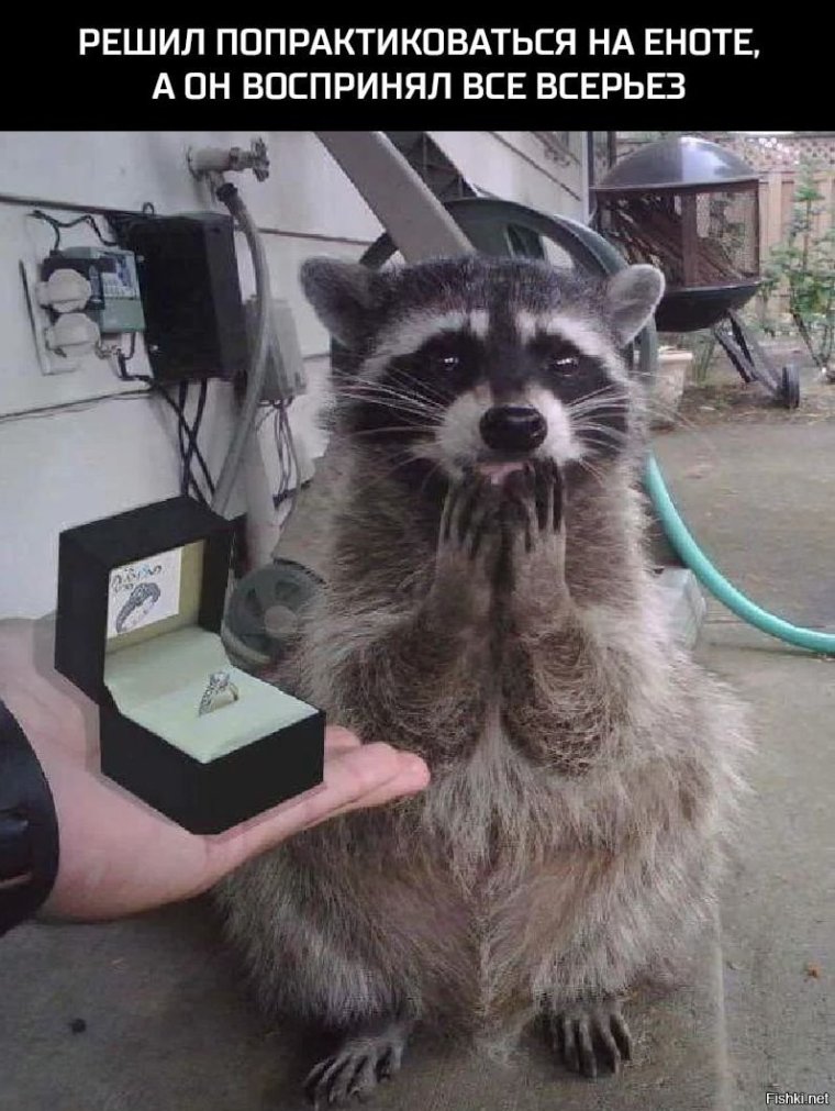 Шутки про енотов