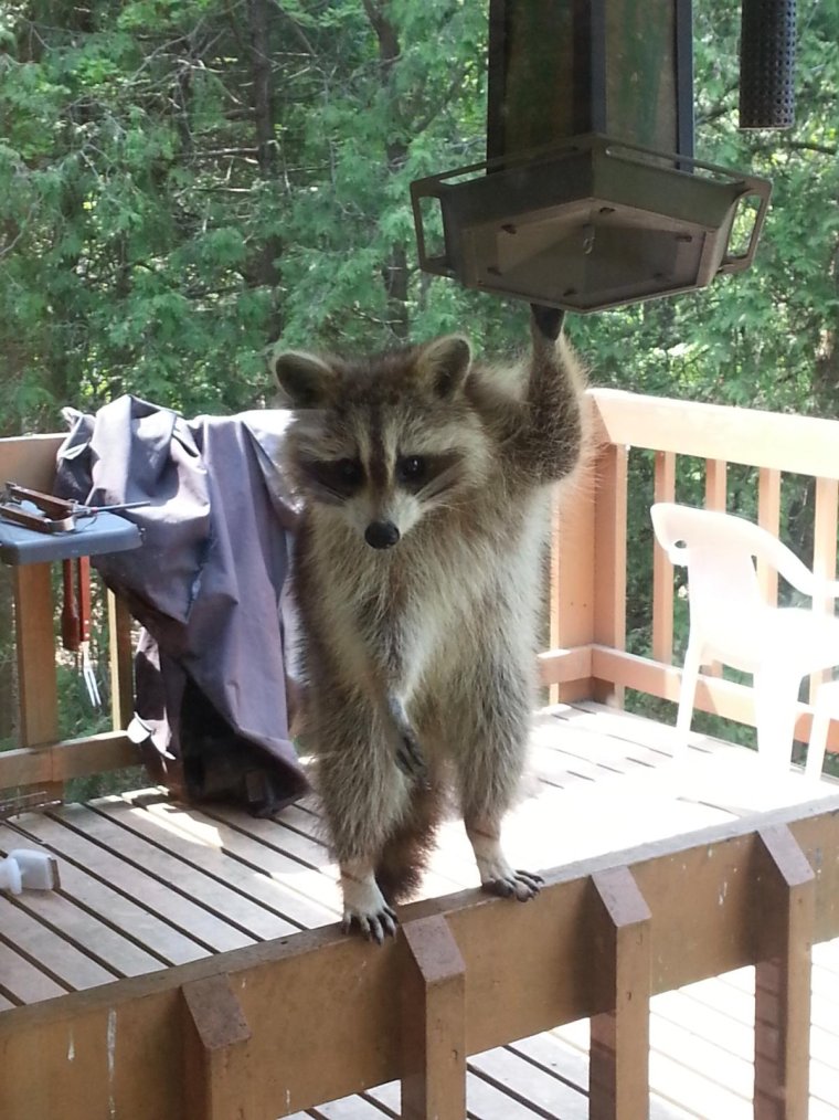 Доброе утро енот