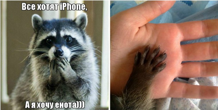 Приколы про енотов