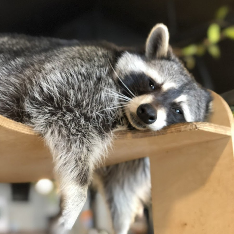 Енот полоскун спит