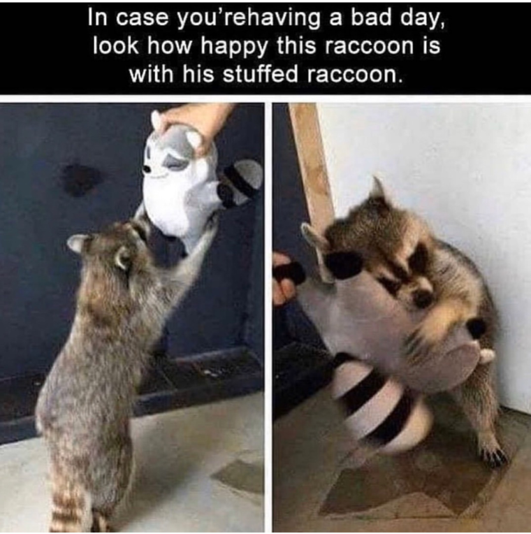 Шутки про енотов