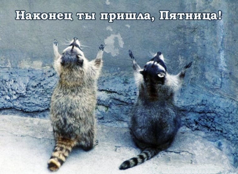 Смешные еноты с надписями