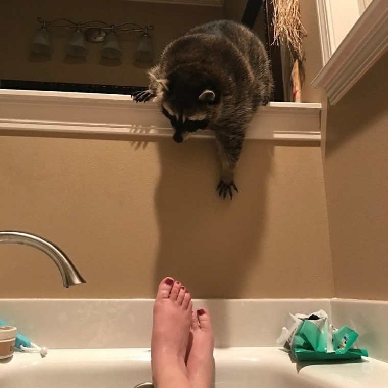 Неловкие моменты про енота