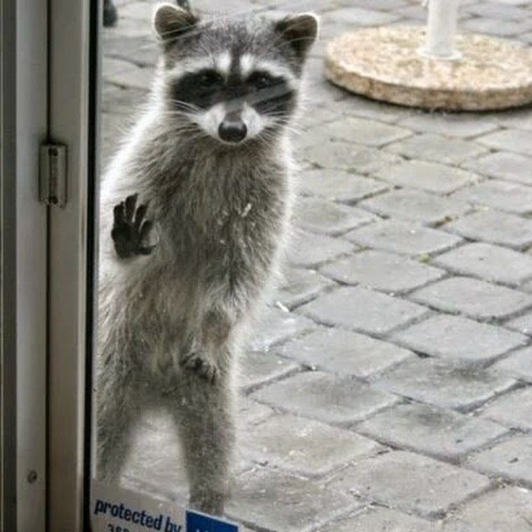 Забавные еноты