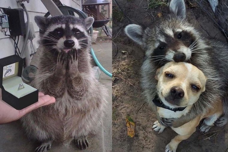 Енотик прикол