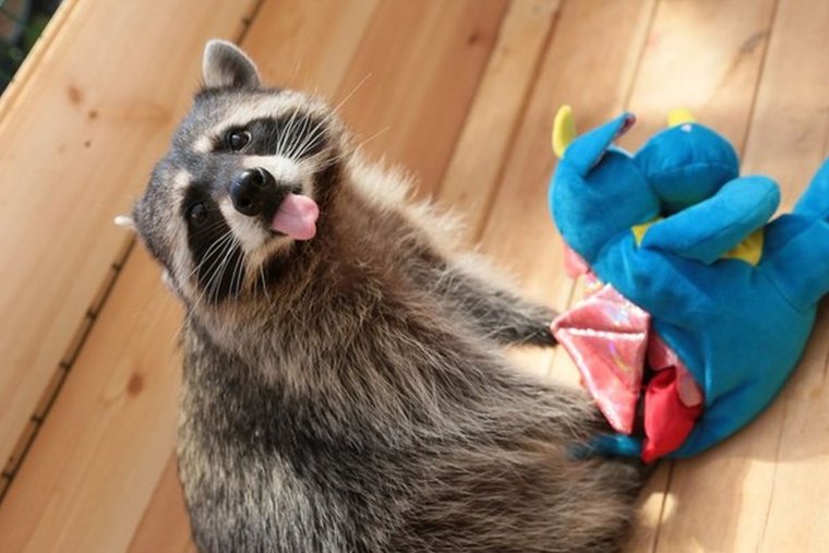 Енот машет лапкой