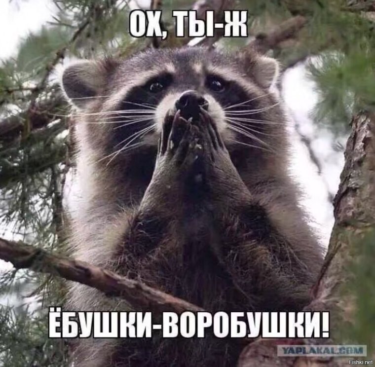 Енот ебушки воробушки