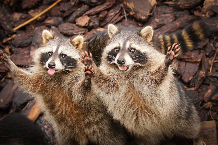 Енотовидная собака и енот полоскун