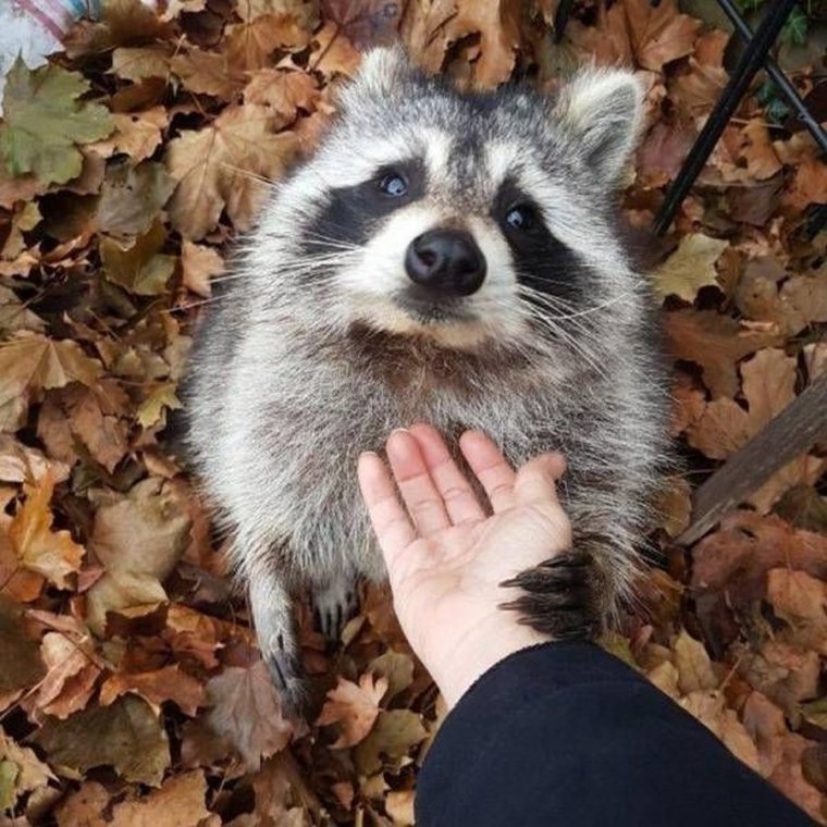 Смешной Енотик