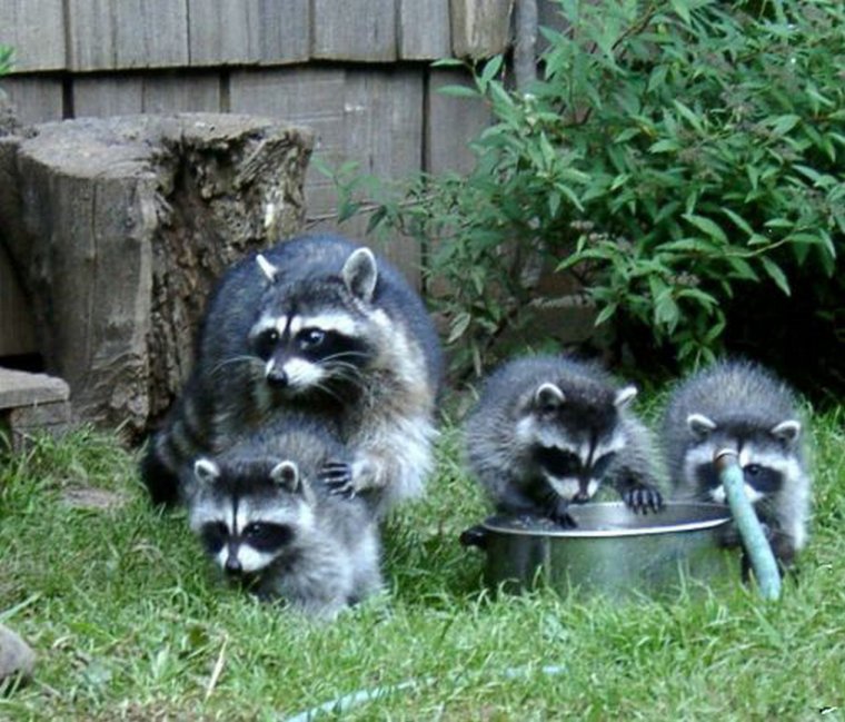 Енот на участке