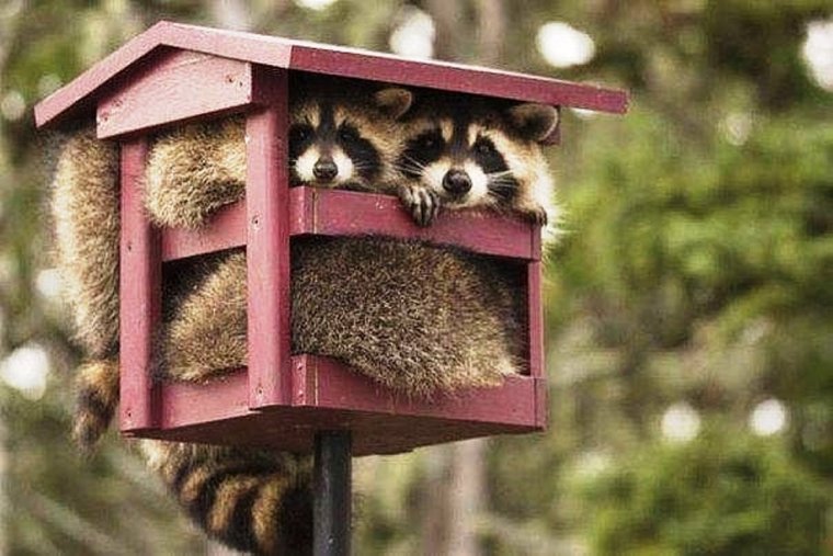 Кормушка для енота