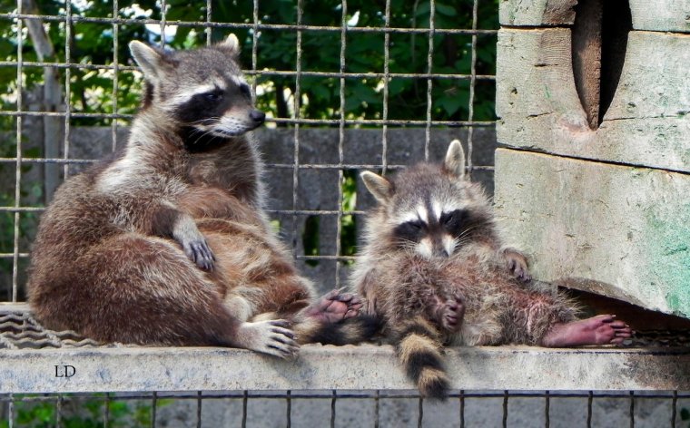 Енот Тайган