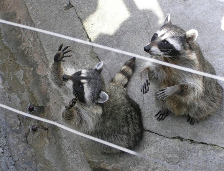 Смешные еноты с надписями