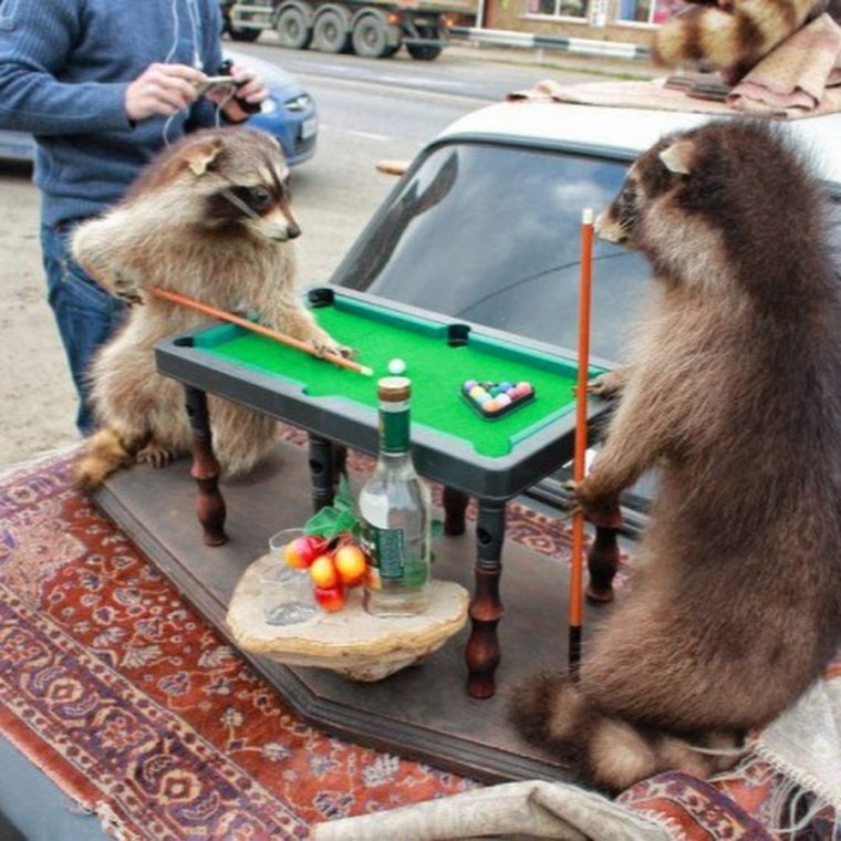 Енот играет