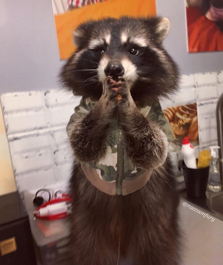 Невеста моя енот