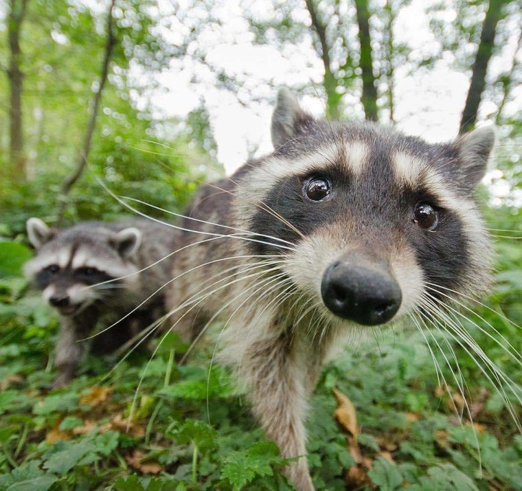 Удивленный енот