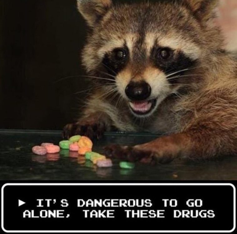 Смешные еноты с надписями