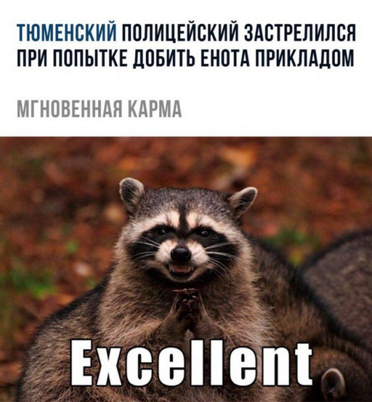 Еноты приколы