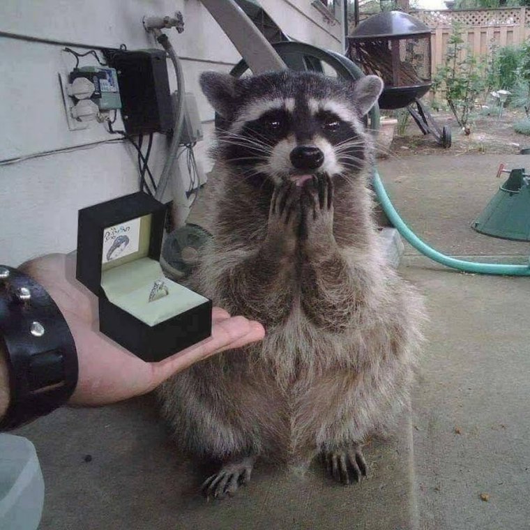 Приколы про енотов