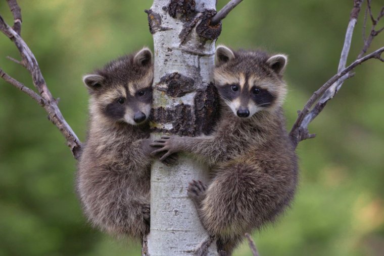 Енот на задних лапах